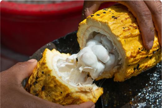 カカオについて