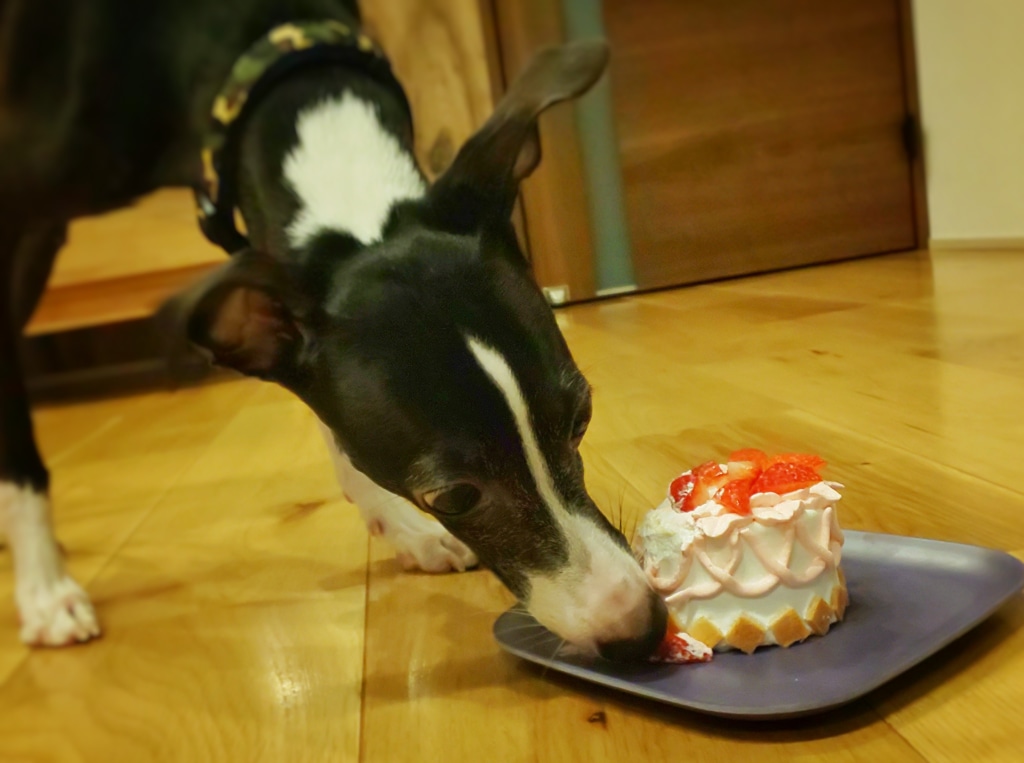 愛犬の誕生日　犬用のケーキでお祝い　年に一回のご褒美ですよね...