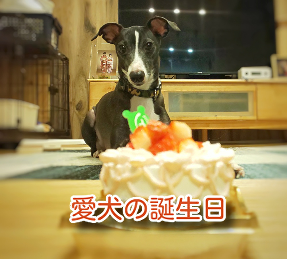 愛犬の【誕生日ケーキ】も創ります大きさは3タイプ！小さめを選んでくださいね...