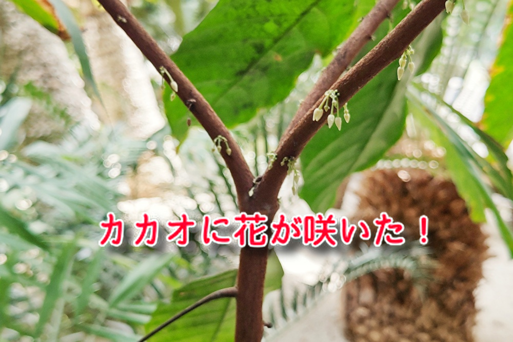 【チョコレートの原料】のカカオの樹に変化が！！夏の喜びを見つけたかも！...
