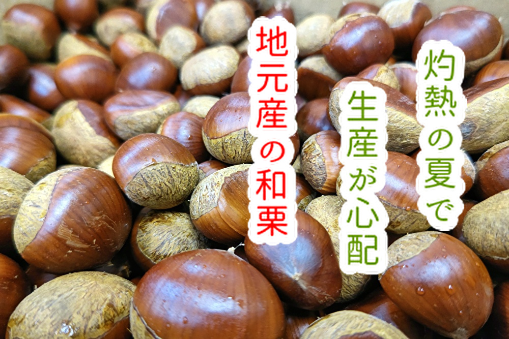 異常気象の灼熱夏で「お菓子の素材の和栗」今年はどうなる？...