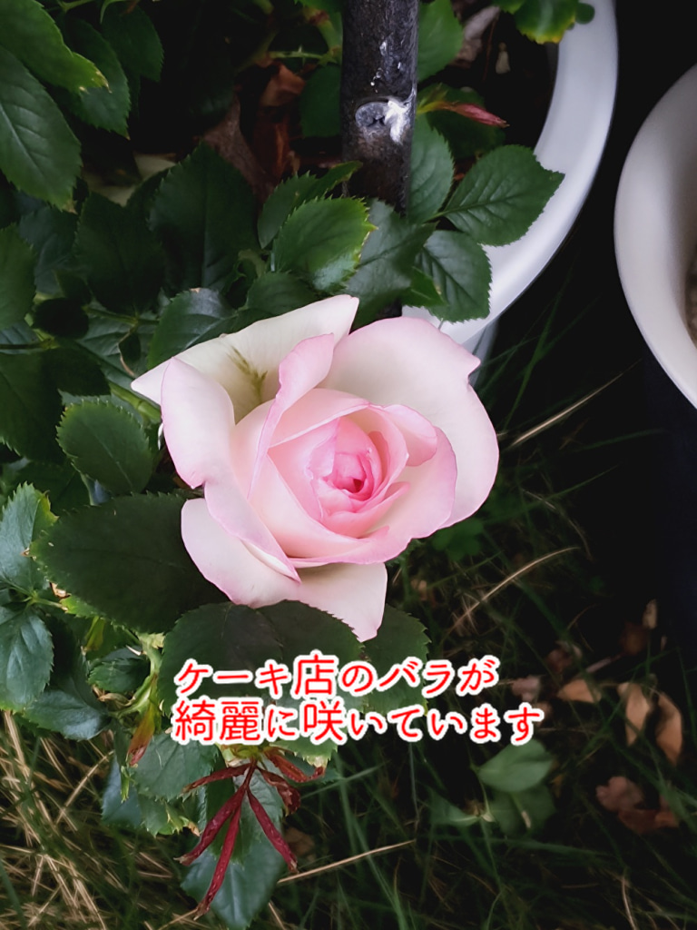 故郷福山のバラ会議閉幕、実はこの街と友好都市提携していた! ケーキ店もバラが沢山咲き誇っています...