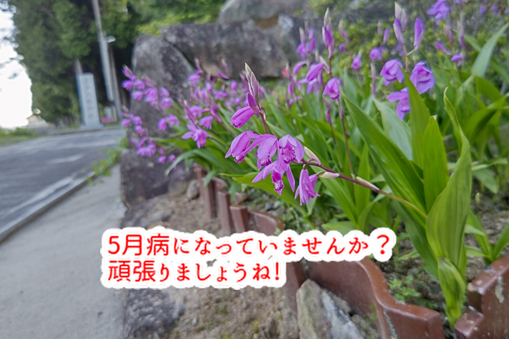 夏のイチゴ価格に仰天!目標をもって5月病を乗り切りましょう!...