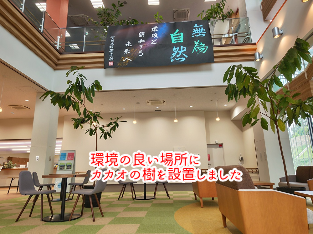 大きくなったカカオの樹はこの施設に移動しました!見学できますよ...