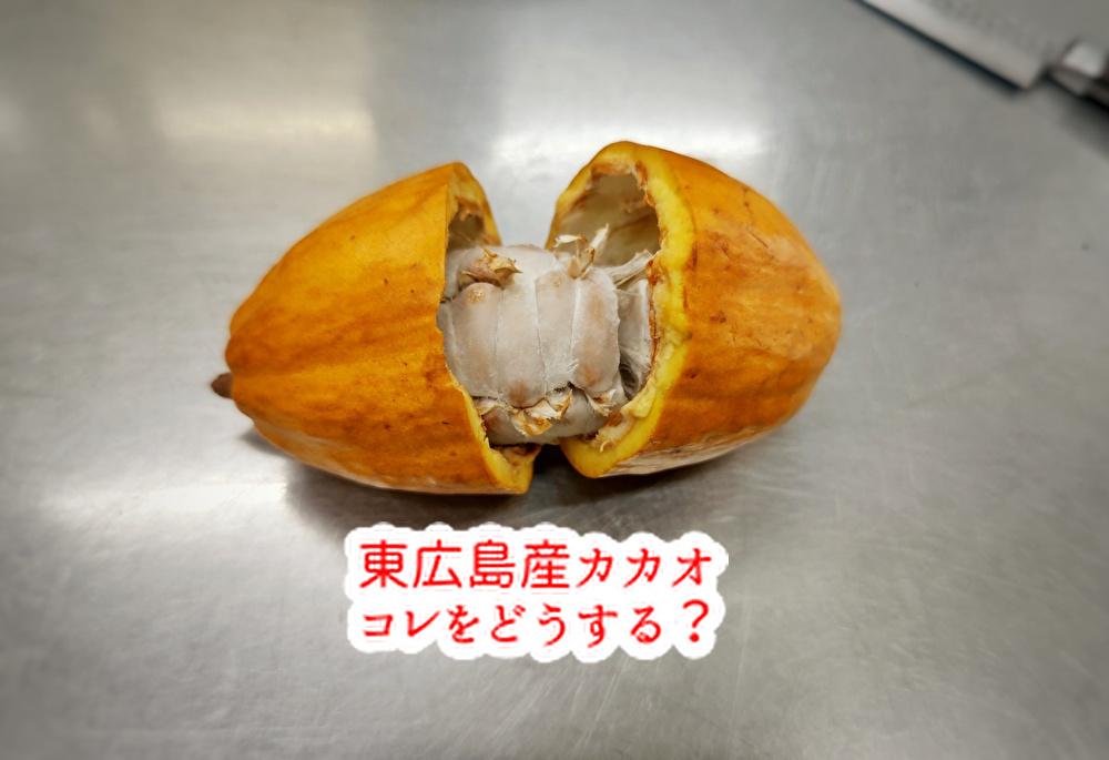カカオ豆は果実の種?中身は何色?東広島産の実を割ってみました!...