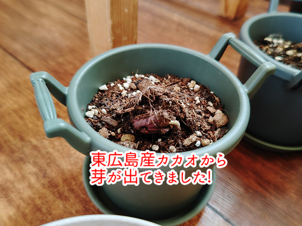 東広島産カカオから発芽!これからどうするショコラティエ!...