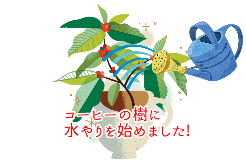 コーヒーとカカオは同じ条件での水やり?同じ地域で育つ植物なので・・・...