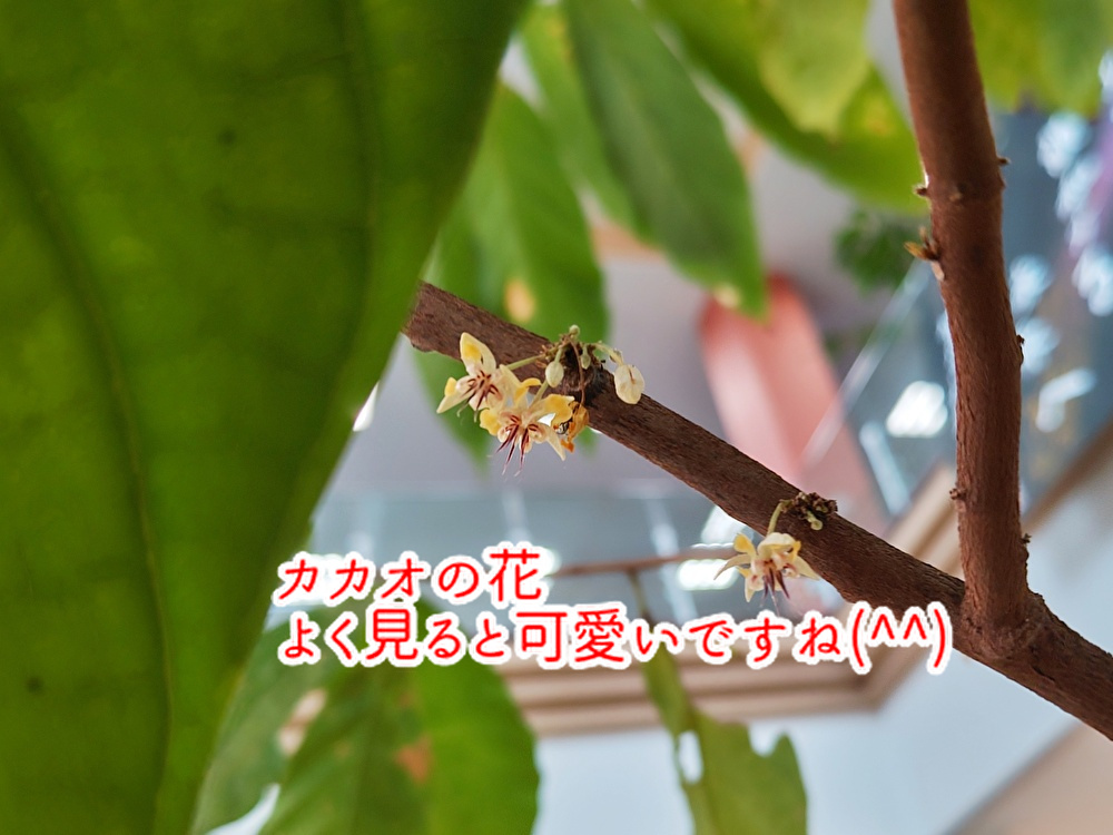 この素材何だろう?素材を活かしたケーキが仲間入りしました!...