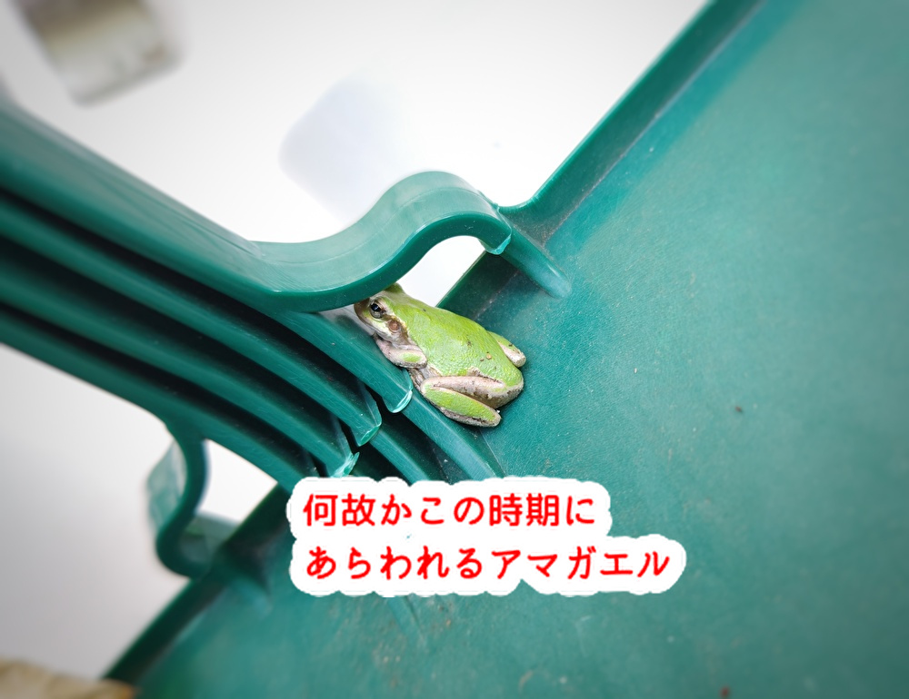 無事カエル！洋菓子店をオープンした時期にまた帰ってきました...