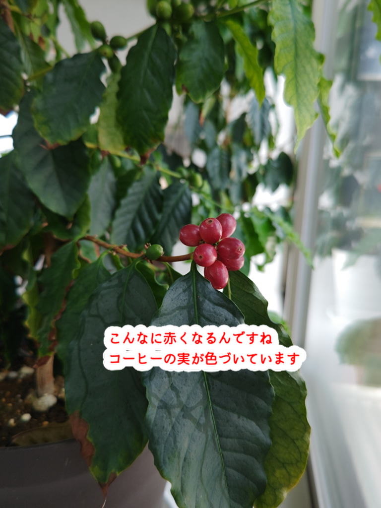 こんな些細なことで感動できる!色づくコーヒーの実 綺麗です!...