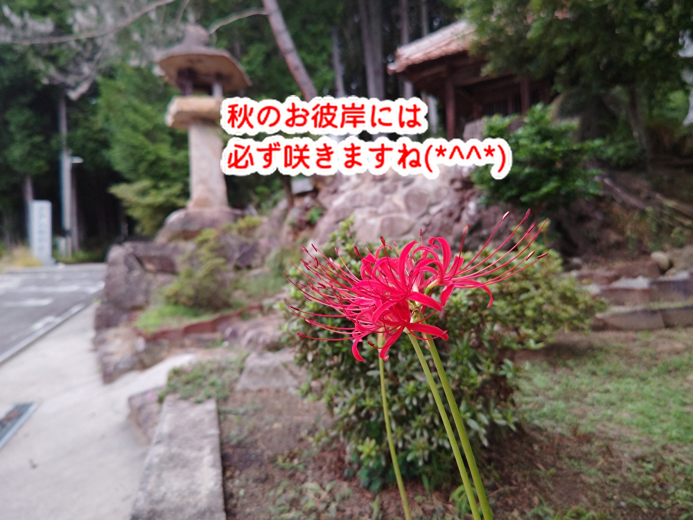 彼岸入りに妖艶で美しい花が咲いた!あのフィナンシェ販売開始...