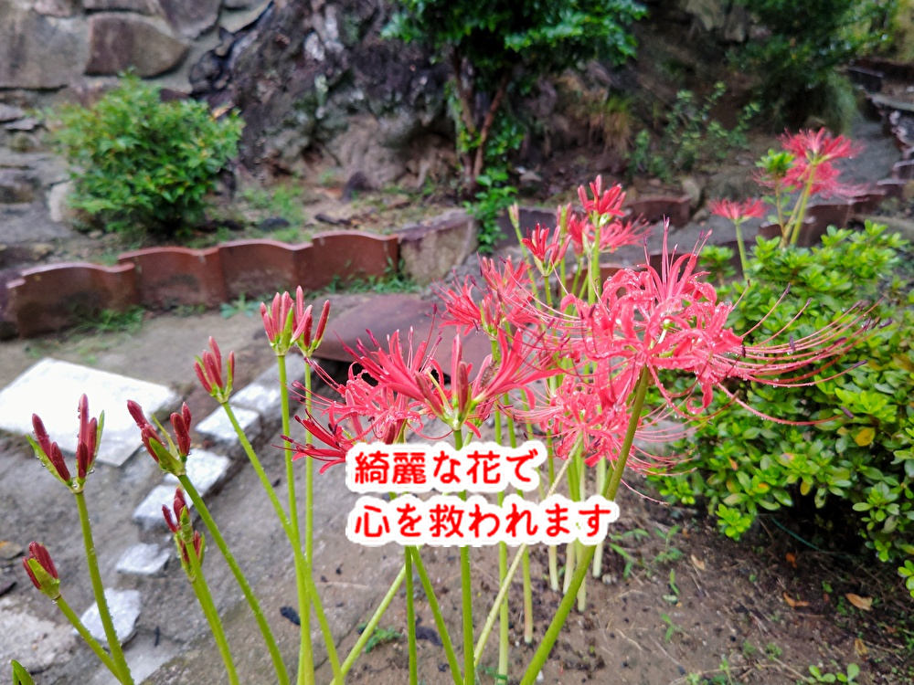 秋は寂しい情報が多い。。もっと地域に根差した洋菓子店を目指します！...