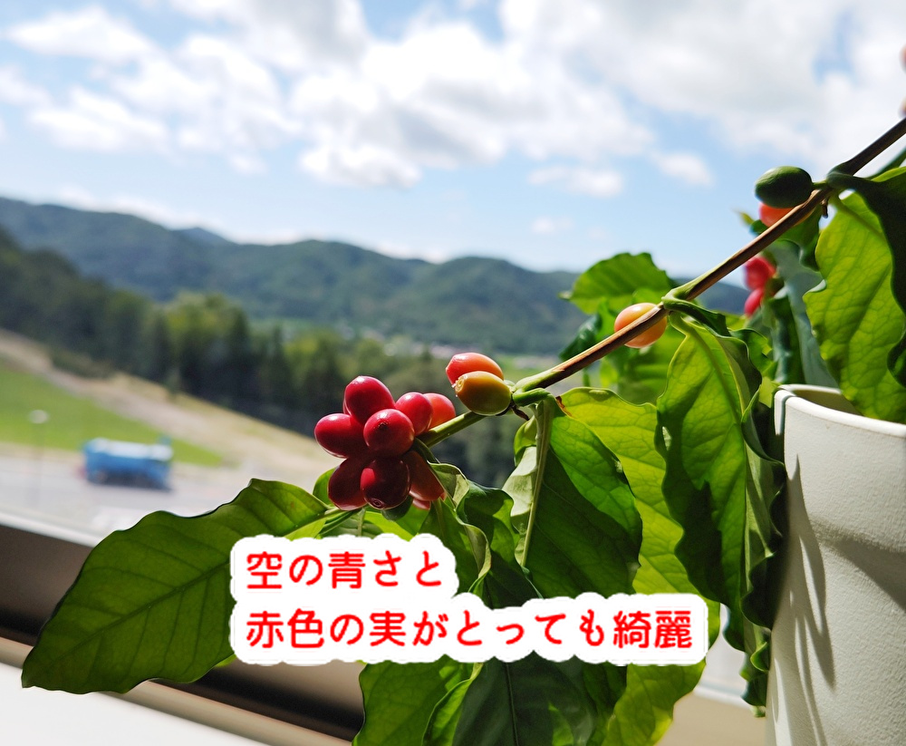 夏の終わり色彩が綺麗です!丸ごと桃のケーキは今週で終わります...