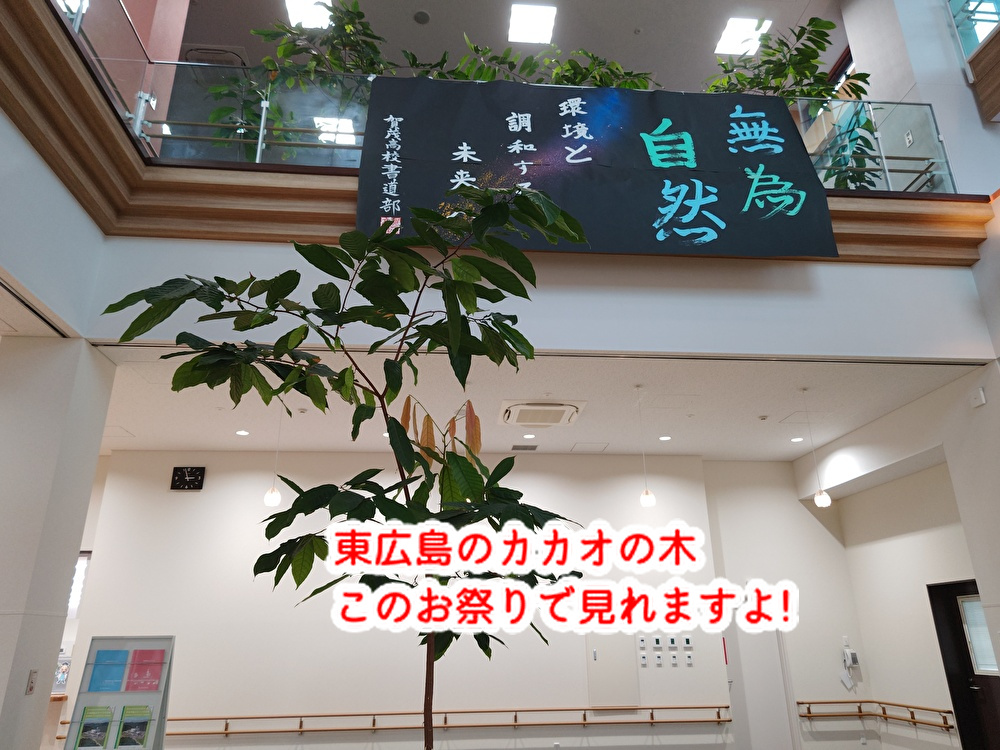 チョコ店のシェフが育てるカカオの樹「エコ祭り」で観覧できますよ!...