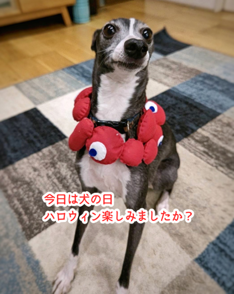 ケーキ店で行った「かぼちゃ総選挙」結果発表!気温の変化で牡蠣が危機的状況...