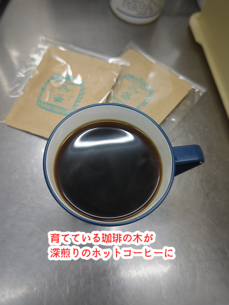 育てている木からコーヒーができた！mikeのチョコ店は来年もチャレンジしていきます...