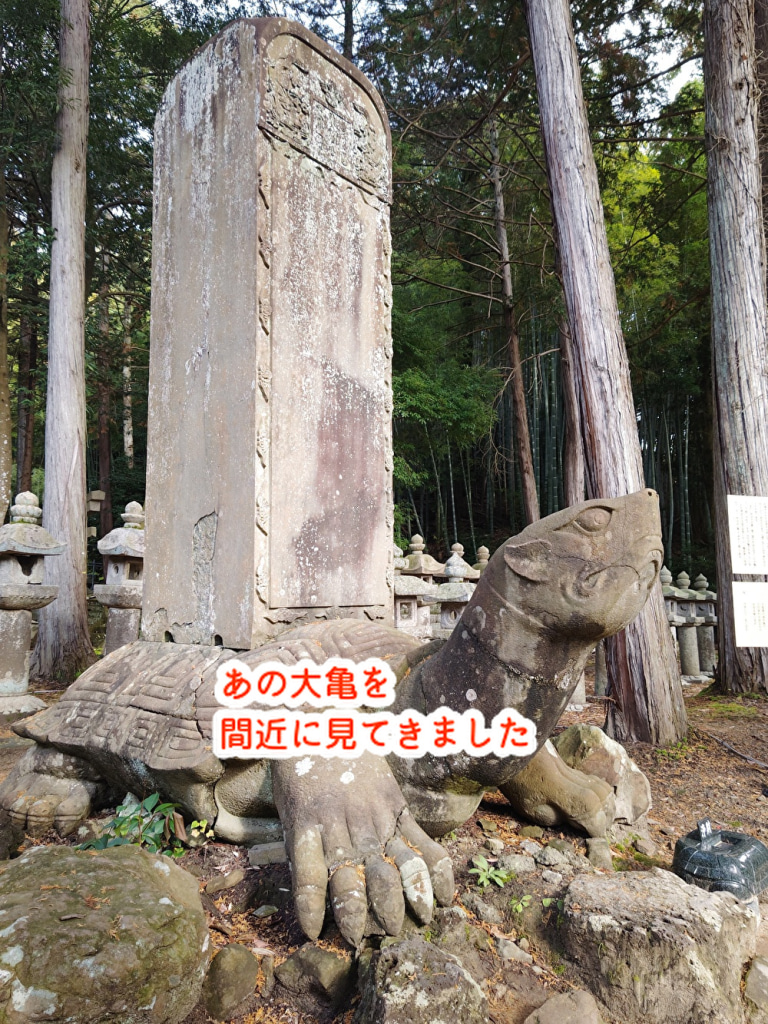 洋菓子職人のちょっとした変異体質！あの大亀じつは○○だった...