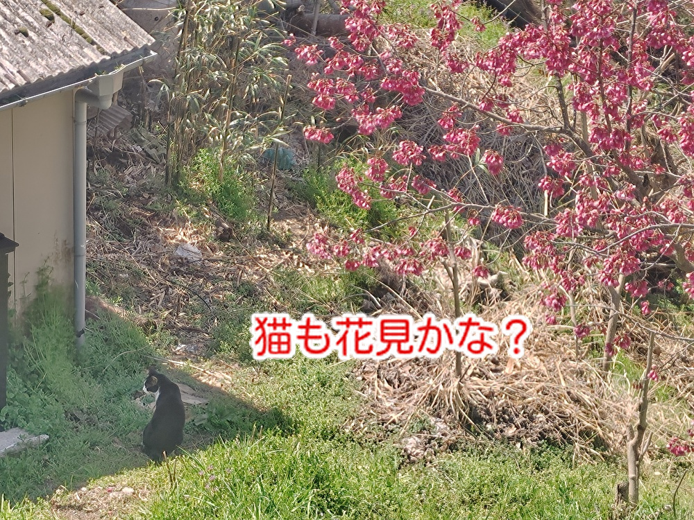 桜の満開はもうすぐ！お花見にチョコレートドリンクいかがですか...