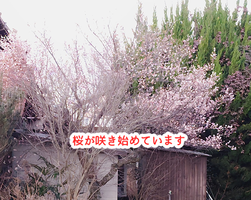 春のケーキはまだこれから！ですが夏の話題が気になります...