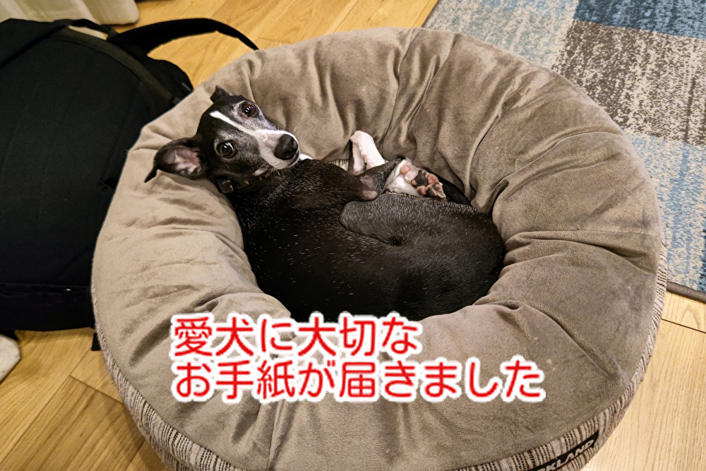 愛犬にお手紙が届く！お酒を飲むのもルールを守って楽しみましょう！東広島市のケーキ＆チョコ　mik...