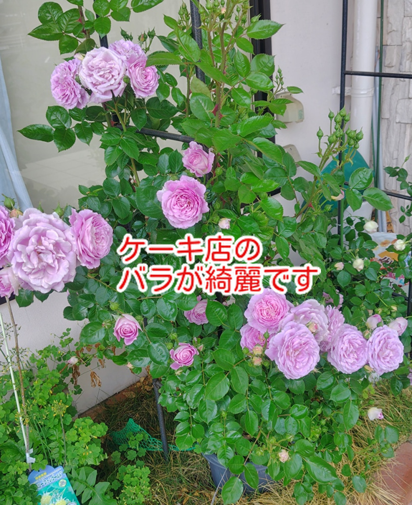 今流行りの言葉は何？mikeのケーキ店では「バラが綺麗ですね！」...
