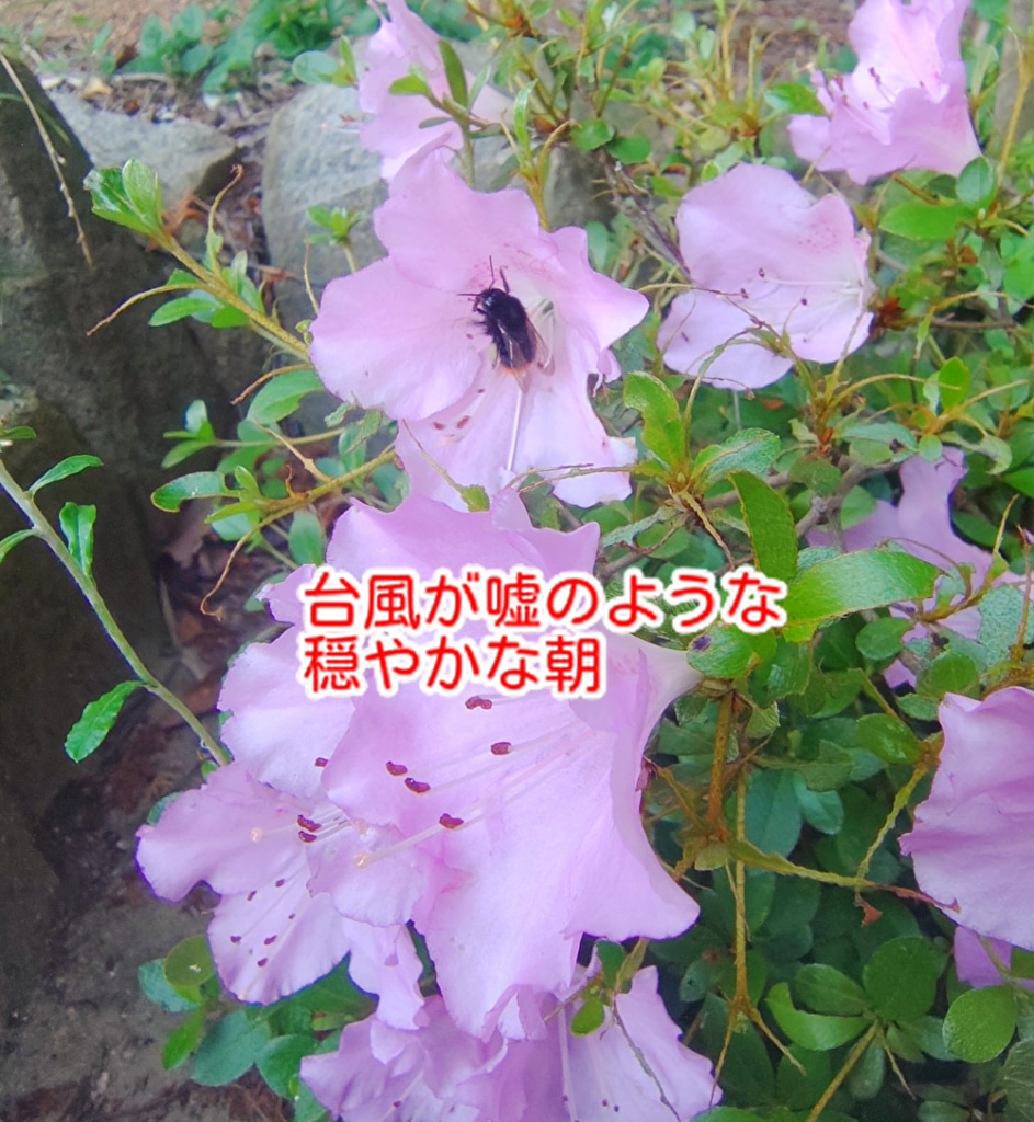 気象警報がすぐに確認できるのは大切！チョコ店は遠方からのお客様が増えています...