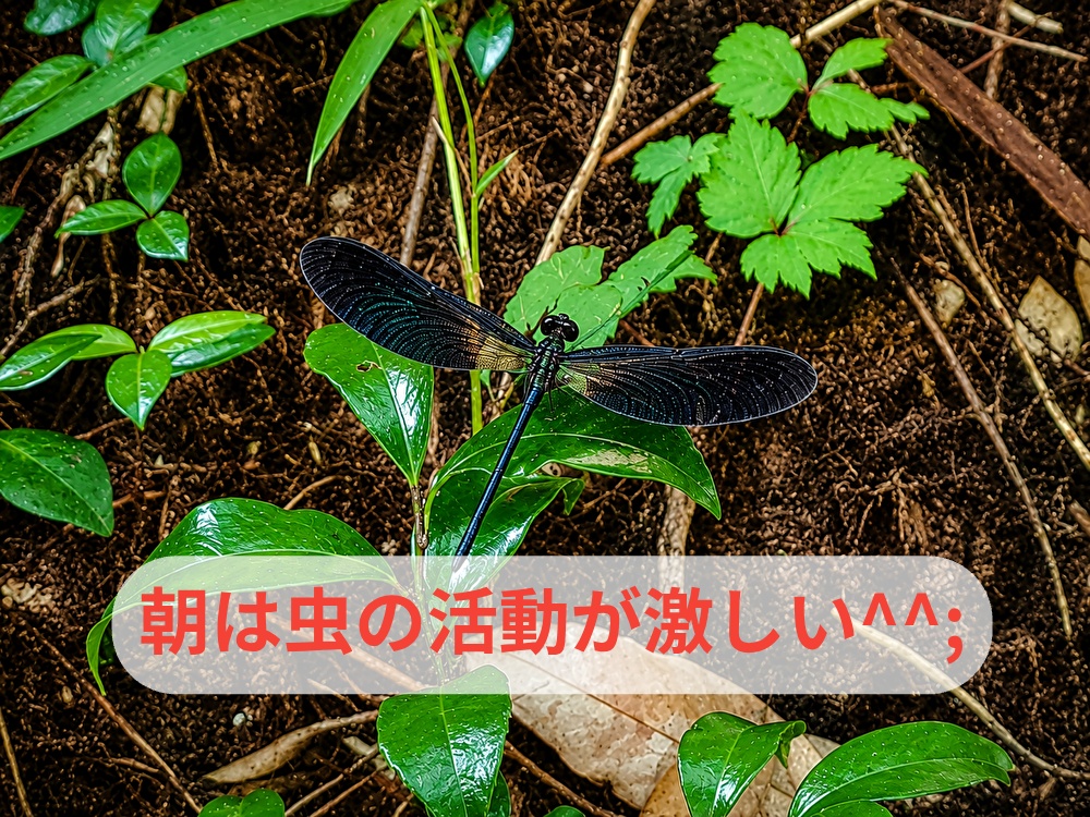 酷暑日で人も虫も行動が変化する。新しいケーキ近々仲間入り何味でしょう？...