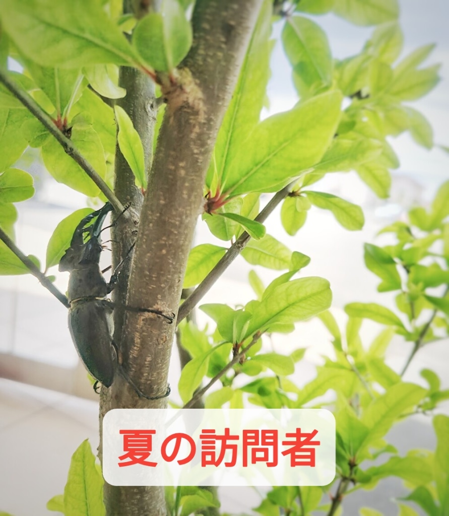 平和だから笑顔になれる！お供えに夏のお菓子セット人気です...