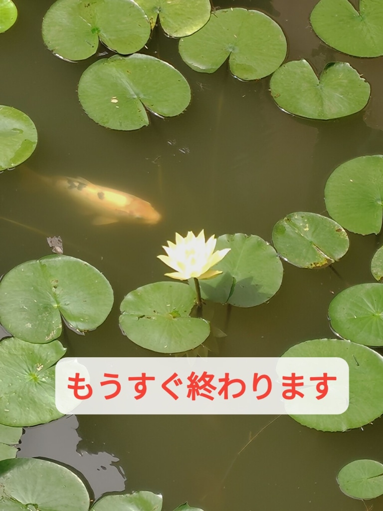 夏はまだまだ終わらない？ザ・広島ブラントの投票はもうすぐ終わります...