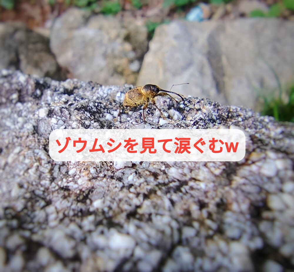 娘のおかげで家族全員が集合！菓子職人は虫を見てウルウル...