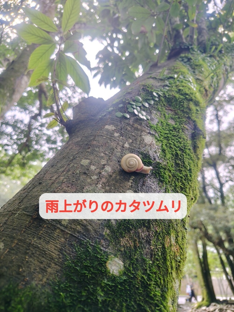 木々のざわめき・雨上がりの空気感・最高の神社でした！秋のケーキ仲間入り...