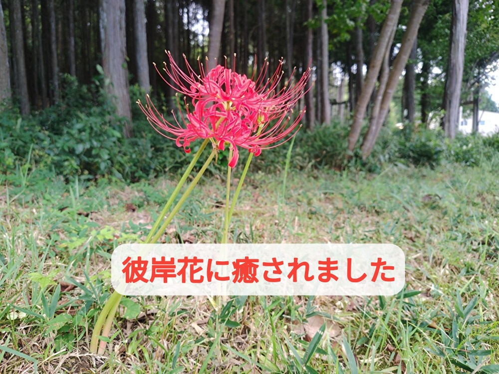 四苦八苦なチョコづくり体験、ドタバタな日でも彼岸花に癒されました。...