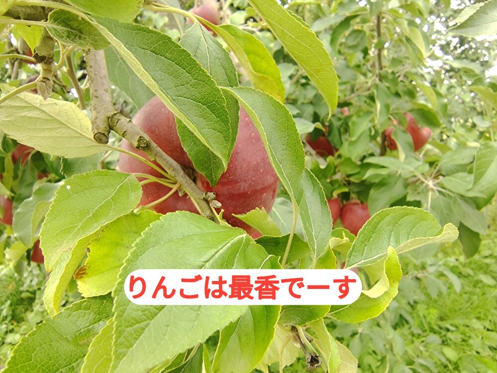 りんごの誘惑にかんぱい！今週末は東広島の「酒まつり」でかんぱい！...